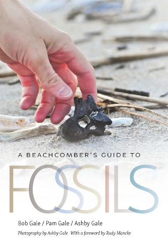 Cover image for A Beachcomber's Guide to Fossils