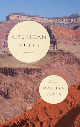 Cover image for American Mules