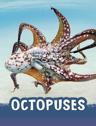 Cover image for Octopuses