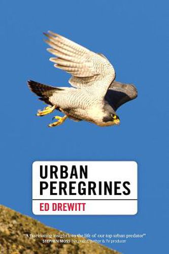 Cover image for Urban Peregrines