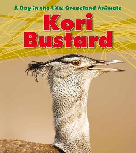 Cover image for Kori Bustard