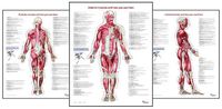 Cover image for Trail Guide to the Body's Muscles of the Human Body Posters: Set of 3