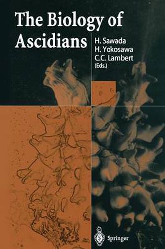 Cover image for The Biology of Ascidians