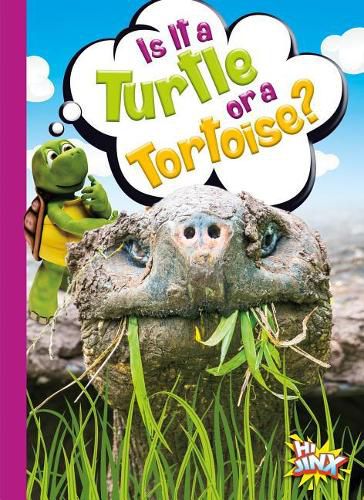 Cover image for Is It a Turtle or a Tortoise?