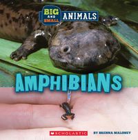 Cover image for Big and Small: Amphibians (Wild World)