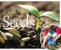 Cover image for Seeds