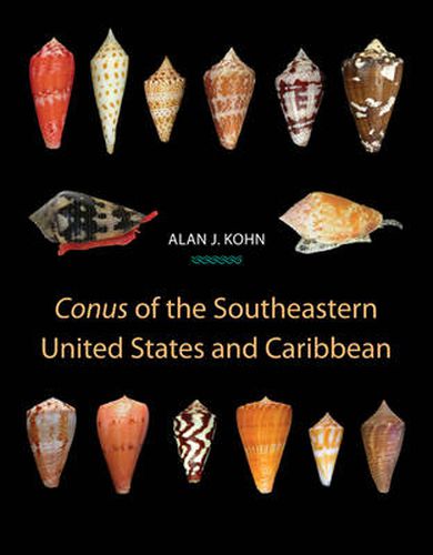 Cover image for Conus of the Southeastern United States and Caribbean