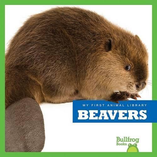 Cover image for Beavers