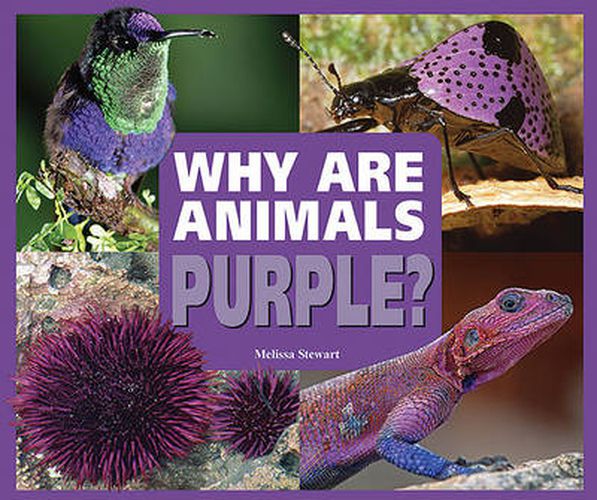 Why are Animals Purple?