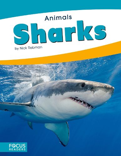 Cover image for Animals: Sharks