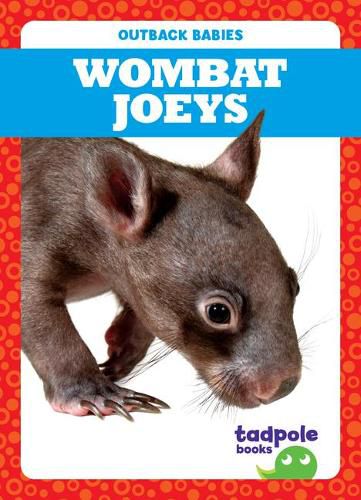 Wombat Joeys