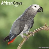 Cover image for African Greys Calendar 2025 Square Bird Wall Calendar - 16 Month