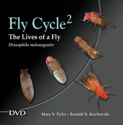 Cover image for Fly Cycle 2