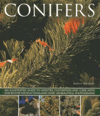 Cover image for Conifers
