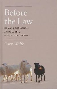 Cover image for Before the Law