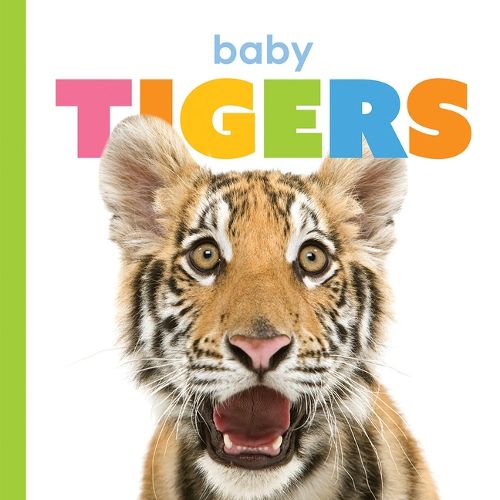 Cover image for Baby Tigers