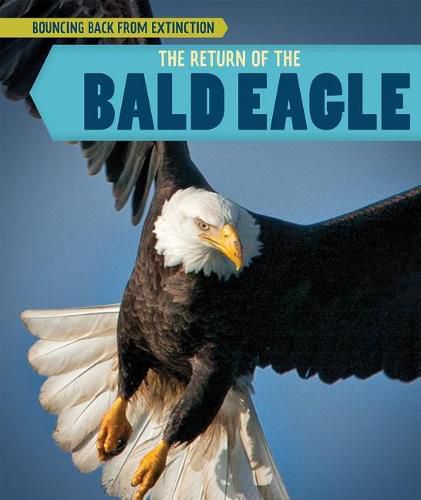 The Return of the Bald Eagle