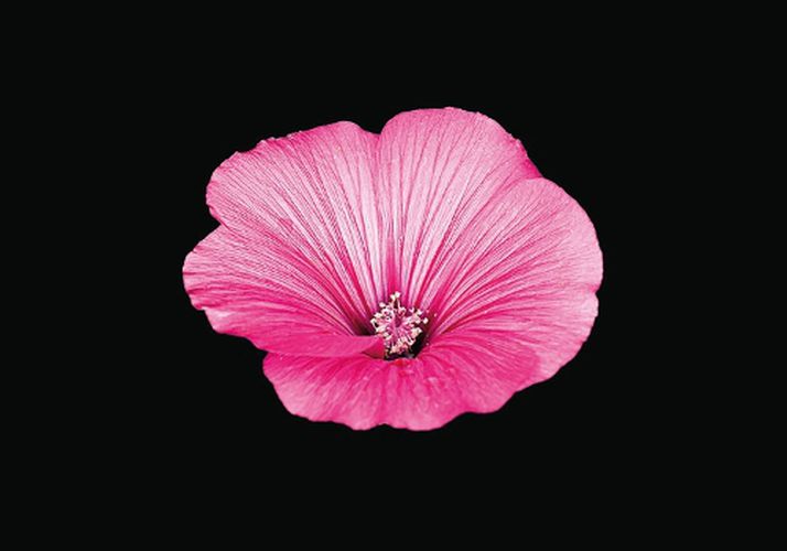 Cover image for The Blooming Book