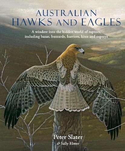 Cover image for Australian Hawks and Eagles