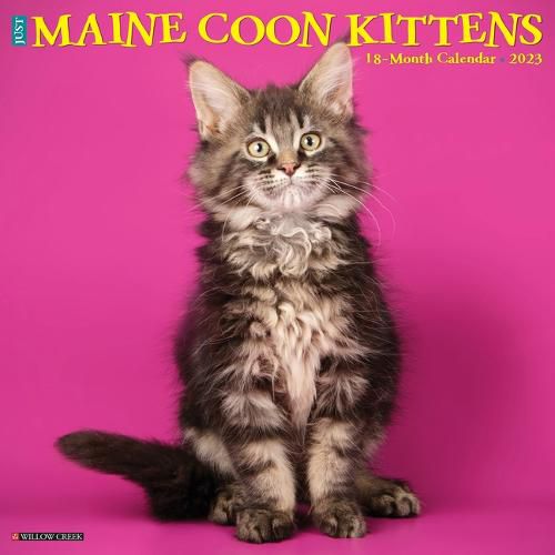 Cover image for Just Maine Coon Kittens 2023 Wall Calendar