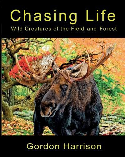 Cover image for Chasing Life