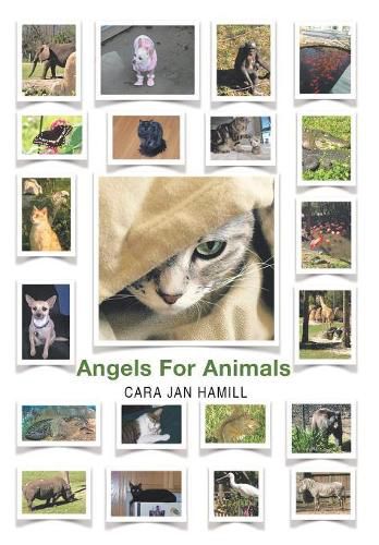 Cover image for Angels for Animals