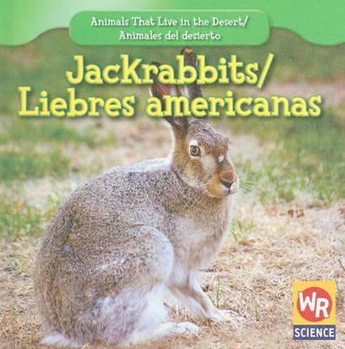 Jackrabbits / Liebres Americanas