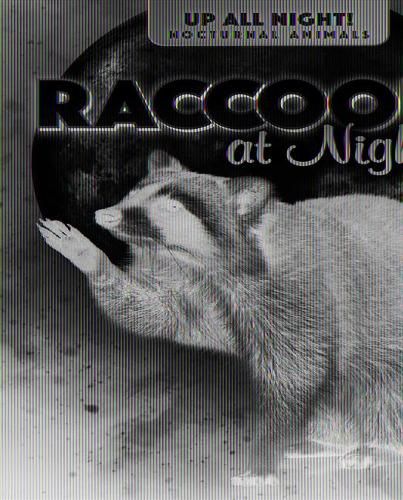 Cover image for Raccoons at Night