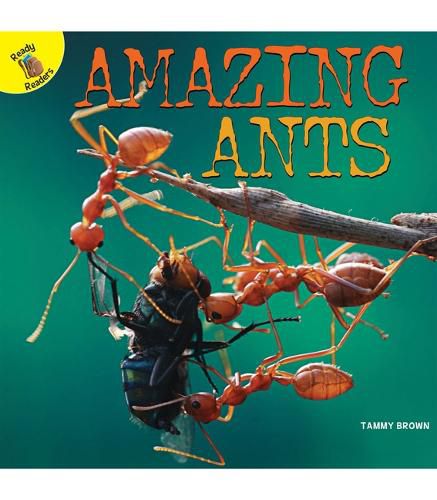 Cover image for Amazing Ants