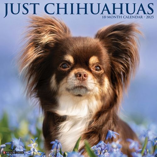Cover image for Chihuahuas 2026 12 X 12 Wall Calendar