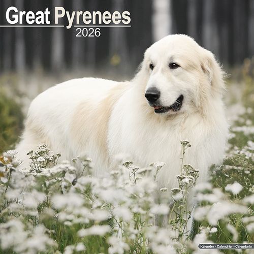 Cover image for Great Pyrenees Calendar 2026 Square Dog Breed Wall Calendar - 16 Month