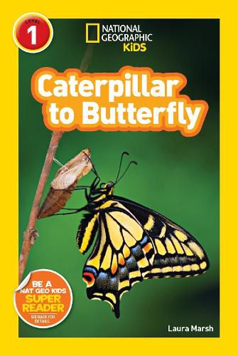 Cover image for Caterpillar to Butterfly