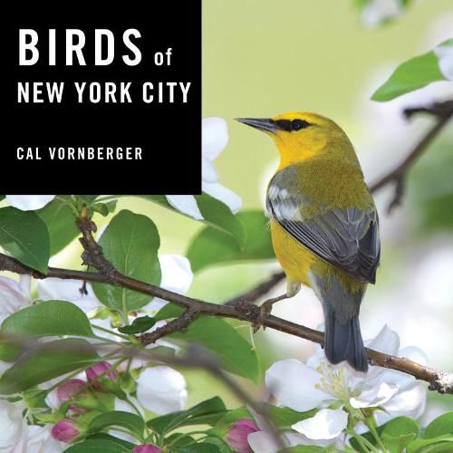 Cover image for Birds of New York City