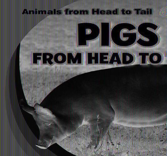 Pigs from Head to Tail