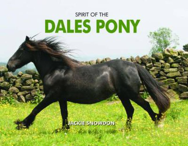 Cover image for Spirit of the Dales Pony