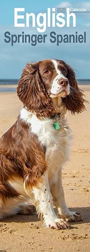 Cover image for English Springer Spaniel Slim Calendar 2026 Dog Breed Slimline Calendar - 12 Month