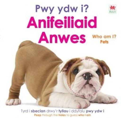 Cover image for Pwy ydy i? Anifeiliaid Anwes / Who Am I? Pets