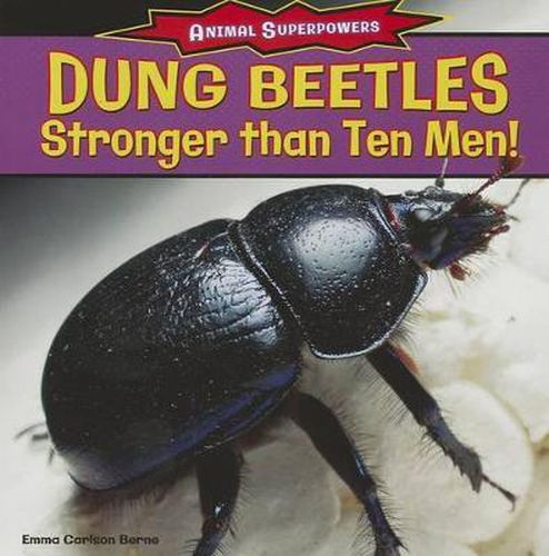 Dung Beetles: Stronger Than Ten Men!