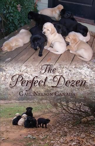 Cover image for The Perfect Dozen