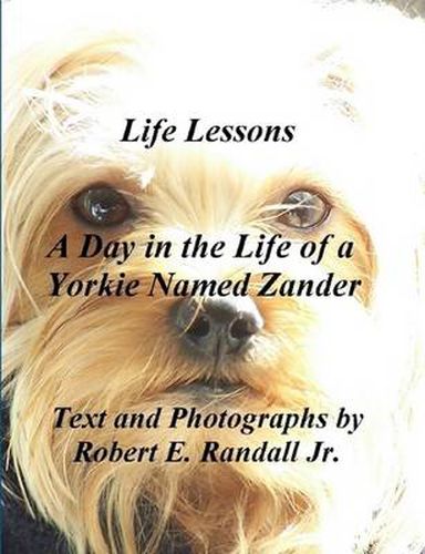 A Day in the Life of a Yorkie Named Zander