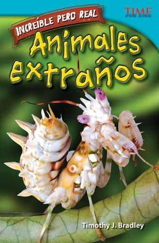 Cover image for Increible pero real: Animales extranos (Strange but True: Bizarre Animals) (Spanish Version)