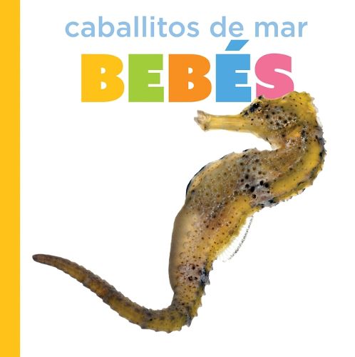 Cover image for Caballitos de Mar Bebes