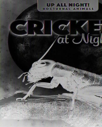 Cover image for Crickets at Night