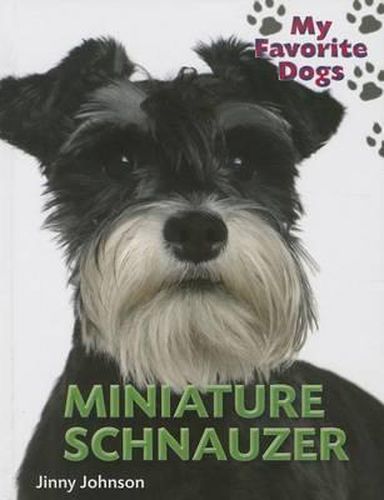 Miniature Schnauzer