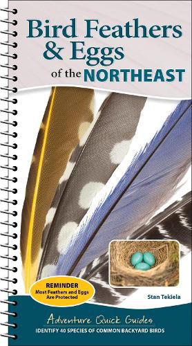 Cover image for Bird Feathers & Eggs of the Northeast