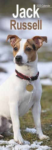 Jack Russell Slim Calendar 2025 Dog Breed Slimline Calendar - 12 Month