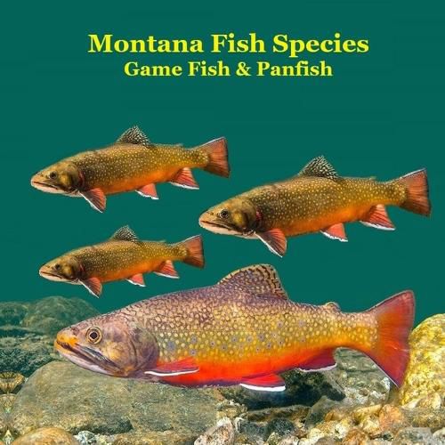 Cover image for Montana Game Fish and Panfish Species Kids Book