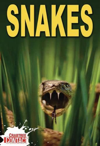 Cover image for Snake Bite