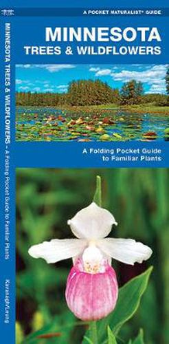 Cover image for Minnesota Trees & Wildflowers: A Folding Pocket Guide to Familiar Species