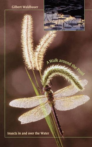 Cover image for A Walk around the Pond: Insects in and over the Water